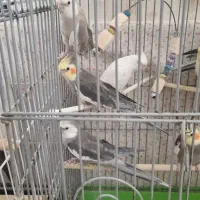 تعدادی عروس هلندی
