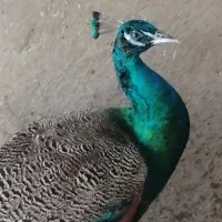 بچه طاووس نر