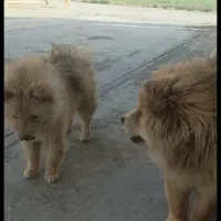 سگ  چاو چاو