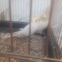عروس هلندی نر و ماده