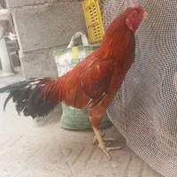 خروس|حیوانات مزرعه|میناب, |دیوار
