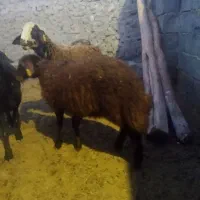 بره پای پروار