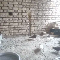 پرنده