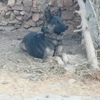 سگ ژرمن