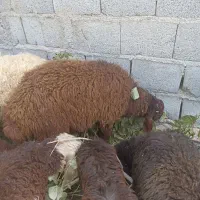 بره نر افشاری