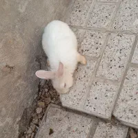 خرگوش