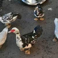 فروش اردک اسرائیلی اصیل به صورت جفت و تک