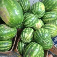 کارگر میوه فروشی