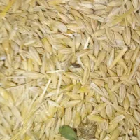 جو ابی بذری