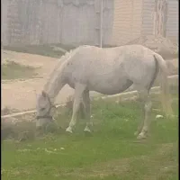 مادیون