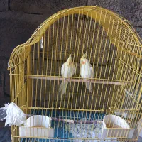 عروس هلندی