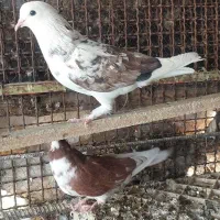 ۱۵کبوتر پرشی خوب