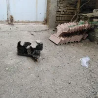 نیمچه کلین وریشو ولاری، اردک
