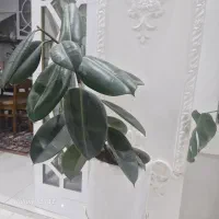 گل آپارتمانی فیکوس