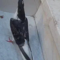 دمگیر