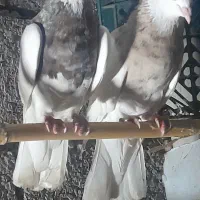 کبوتر طوقی رنگی