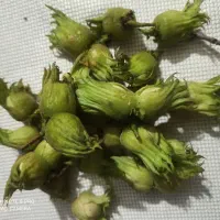 فندق تازه مغز پر چرب و خوش طعم