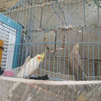 عروس هلندی ومرغ خروس محلی