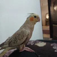 عروس هلندی نر 5 ماهه