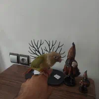 پرنده گرینجک
