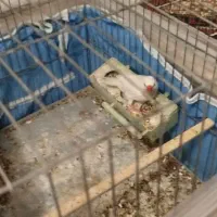 فنج کرواتی البینو