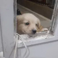 فروش توله سگ