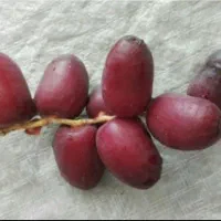 خرما مضافتی
