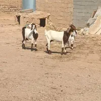دو عدد بز جوان  با یک بزغاله
