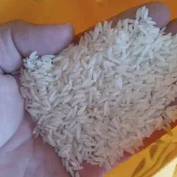 برنج هاشمی اصل اعلا و برنج کشت دوم هاشمی
