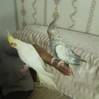جفت هلندی