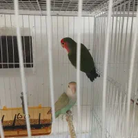 جفت کوتوله