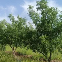 فروش-باغ-چاه-زینی-با-متراژ-دلخواه-شما-وآب-وسند