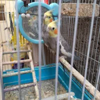 عروس هلندی سخنگو