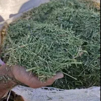 یونجه خردشده