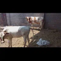 گاو برافروش دارم با گوساله ماده درجه یک فروش فوری