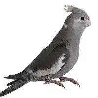 عروس هلندی ماده گمشده