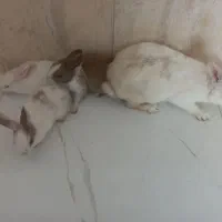 خرگوش