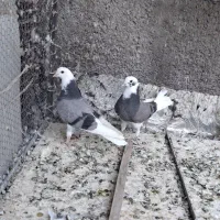 ۱جفت جوجه ابلغ سبز