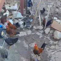 خروس محلی|حیوانات مزرعه|نورآباد, |دیوار