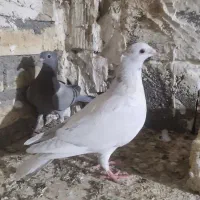 جوجه سار کاکلی پلاک ۸۰۰ت