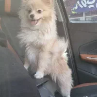 سگ پامرانین یک ساله