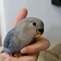 طوطی کوتوله برزیلی گم شده
