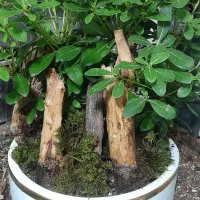 گل و گیاه|گل و گیاه طبیعی|سمنان, |دیوار