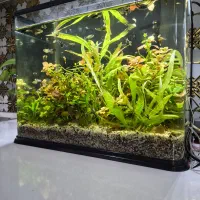 اکواریوم با ماهی گپی و کالر همراه گیاه طبیعی