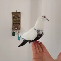 دم سیاه ماده