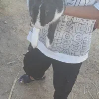 خرگوش