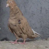 دم سفید کبوتر دمسفید