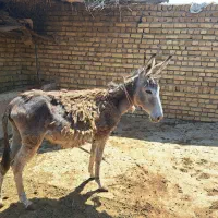 فروش کره خر