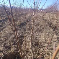 نهال شلیل رد گل