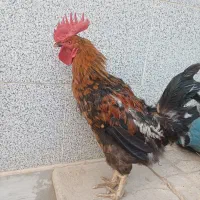 خروس بومی درشت،سالم و بالغ